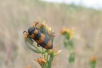 Mylabris variabilis
