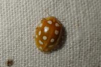 Halyzia sedecimguttata
