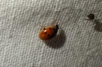 Adalia decempunctata