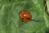 Coccinella septempunctata