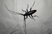 Cerambyx cerdo