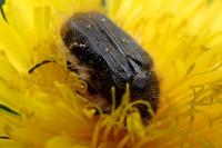 Tropinota squalida