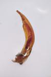 Catops grandicollis