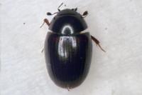 Cercyon haemorrhoidalis