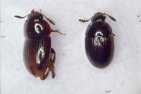 Leiodes calcarata