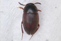 Sciodrepoides watsoni