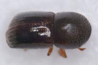Xylosandrus germanus