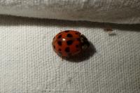 Harmonia axyridis