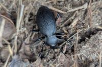 Carabus coriaceus