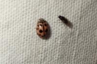 Oenopia conglobata
