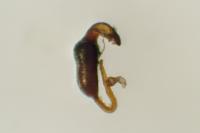 Psylliodes cuprea