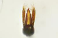 Scymnus bivulnerus