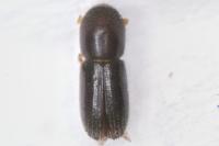 Xyleborinus saxesenii