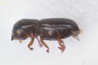 Xyleborinus saxesenii