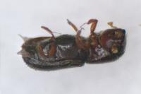 Xyleborinus saxesenii