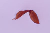 Xyleborinus saxesenii