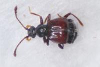 Rybaxis longicornis