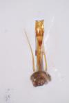 Catops grandicollis