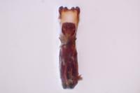 Fabogethes nigrescens