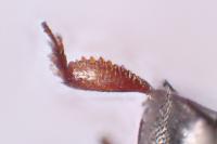 Fabogethes nigrescens