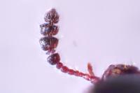 Leiodes calcarata