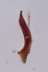 Leiodes calcarata
