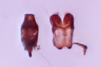 Sagittogethes obscurus