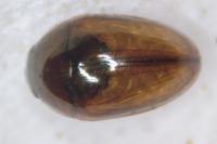 Olibrus liquidus