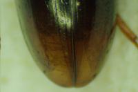 Olibrus liquidus