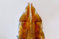 Olibrus liquidus