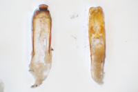 Olibrus aeneus