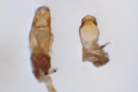 Olibrus corticalis