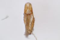 Olibrus corticalis