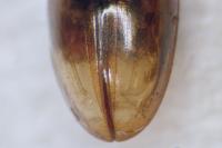 Olibrus corticalis