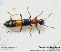 Paederinae