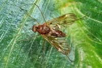 Chrysopilus laetus