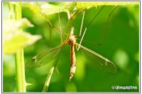 Tipula vernalis