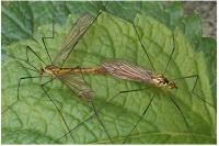 Tipula