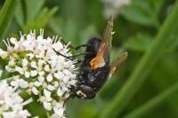 Mesembrina meridiana