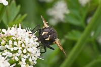 Mesembrina meridiana