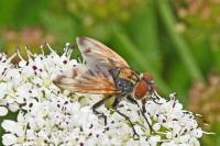 Phasia aurigera