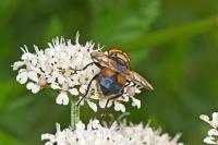 Phasia aurigera