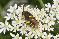 Stratiomys chamaeleon