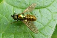 Chloromyia