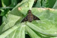 Hemipenthes morio