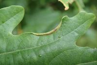 Macrodiplosis roboris