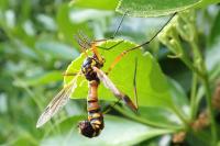 Ctenophora elegans