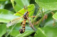 Ctenophora elegans