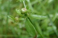 Dasineura hygrophila