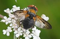 Ectophasia leucoptera